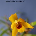 IMG_9460 - Copie